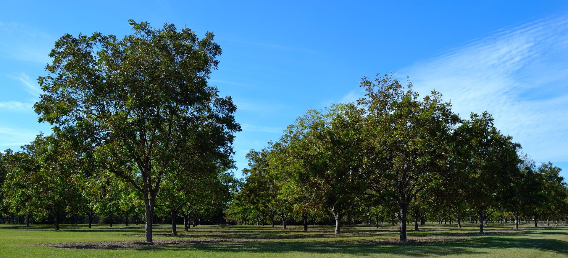 Tres Lagos Pecan Orchard